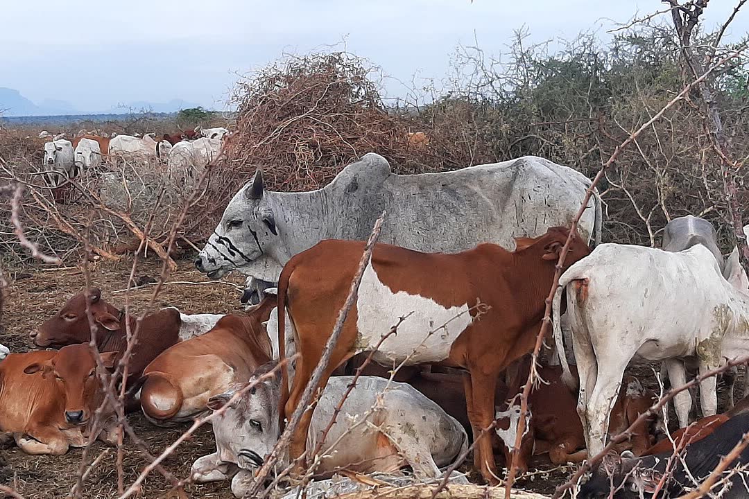 Cattle gathered at a kraal in Karamoja, Uganda